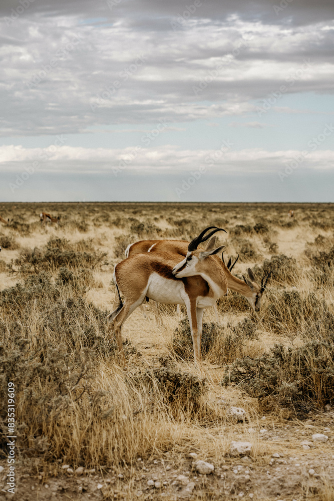 Naklejka premium Antilopen im Etosha Nationalpark Namibia