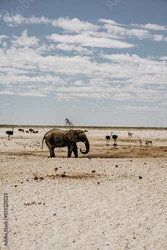 Wallpaper Mural Namibia Etosha National Park Elephant Torontodigital.ca