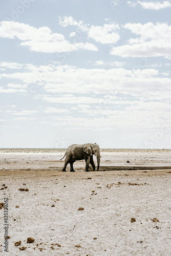 Namibia Etosha National Park Elephant photo