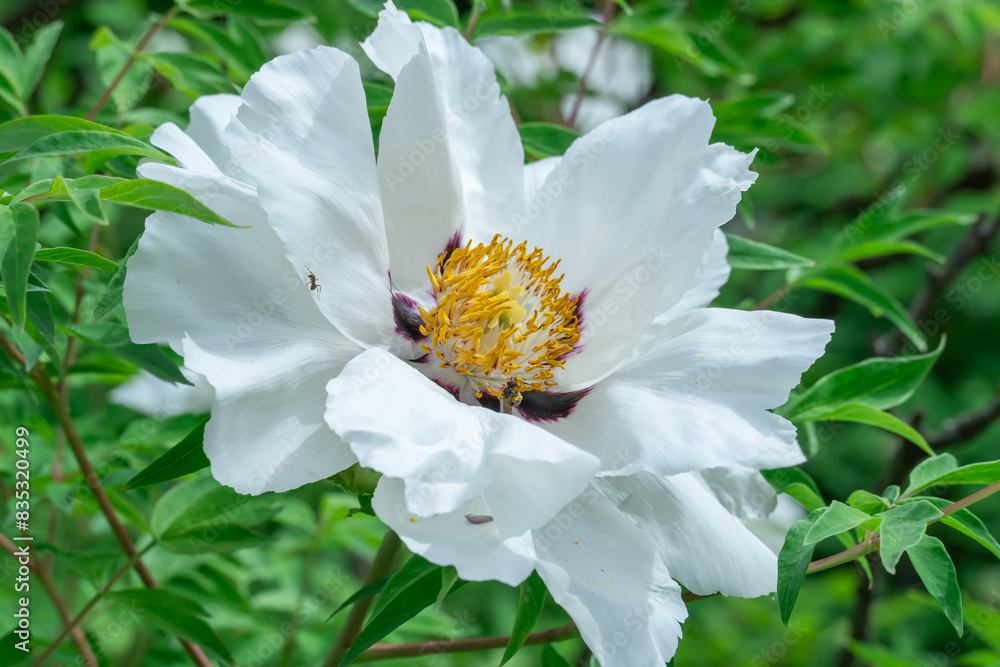 White tree peony blossoms in spring botanical garden. Floral background of delicate flower paeonia suffruticosa. Feng dan bai against of green leaves. Blooming shrub large buds in family paeoniaceae. White tree peony blossoms in spring botanical garden. Floral background of delicate flower paeonia suffruticosa. Feng dan bai against of green leaves. Blooming shrub large buds in family paeoniaceae.