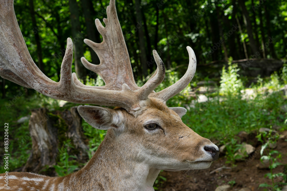 Young curious fallow deer at the national parc in Quebec, Canada. Majestic european fallow deer male in september. Fallow deer (Dama dama), bucks fleeing. Young curious fallow deer at the national parc in Quebec, Canada. Majestic european fallow deer male in september. Fallow deer (Dama dama), bucks fleeing.
