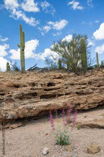 Saguaro cacti in the Sonoran Desert, Arizona photo