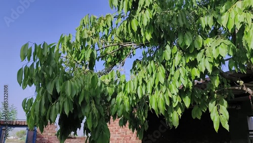 Black plum tree also known as Jamun tree waving in air. Malabar plum, jambol, jamun, jambul, java plum tree. photo