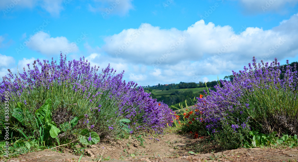 Obraz premium Lavender field in bloom, Sale San Giovanni, Piedmont, Italy