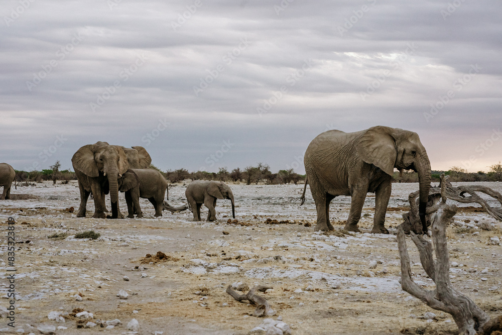 Fototapeta premium Namibia Ethosha National Park Elephant herd