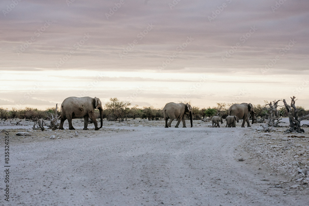Namibia Ethosha National Park Elephant herd Namibia Ethosha National Park Elephant herd
