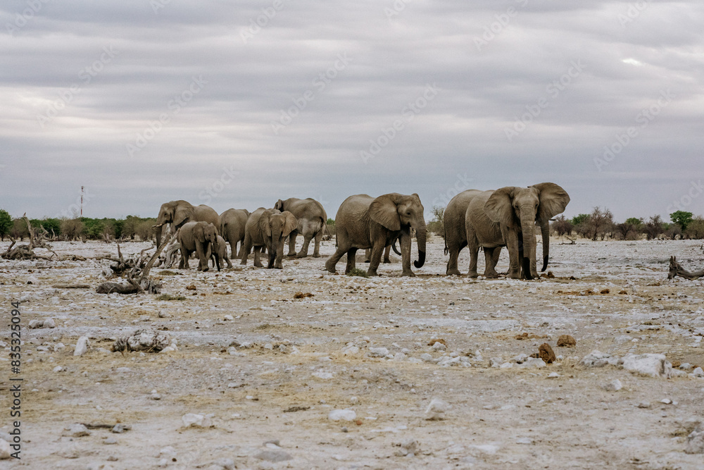 Obraz premium Namibia Ethosha National Park Elephant herd