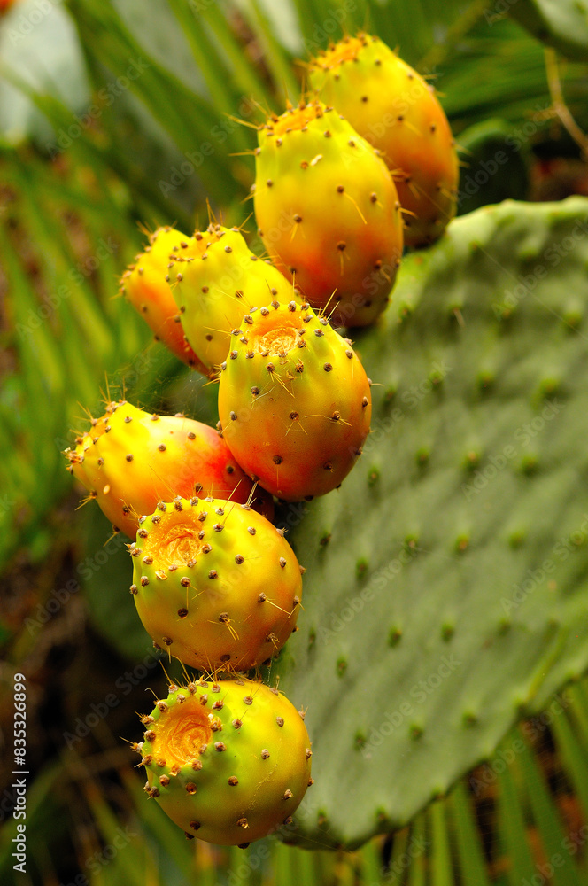 Close-up of prickly pear cactus fruits Close-up of prickly pear cactus fruits