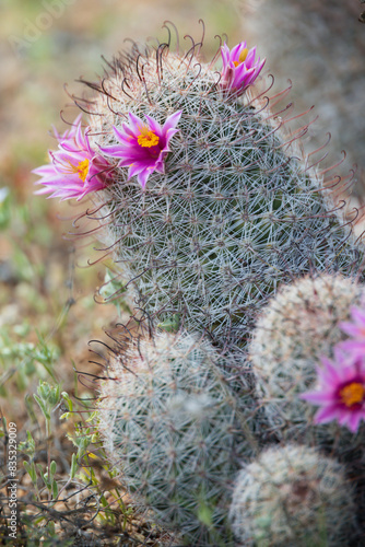 Hedgehog cactus with pink and yellow flowers
