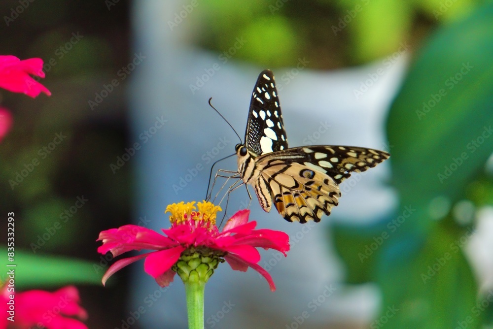 butterfly sitting on beautiful flowers butterfly sitting on beautiful flowers