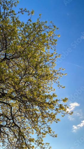 Tree Branches with Yellow Leaves Against Blue Skies