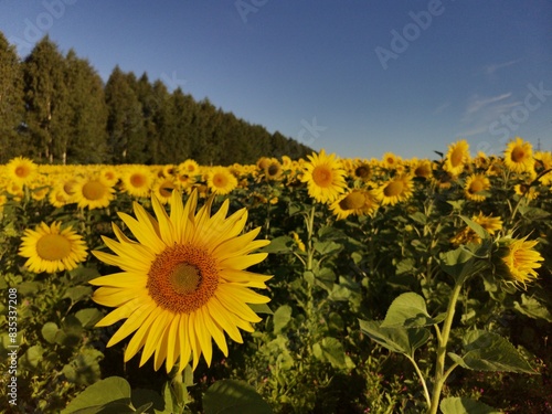 Beautiful panoramic view of a field of sunflowers in the light of the rising sun