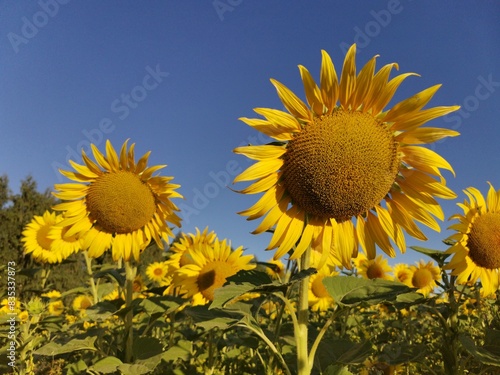 Beautiful panoramic view of a field of sunflowers in the light of the rising sun