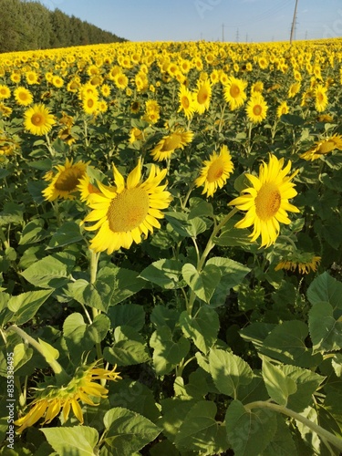 Beautiful panoramic view of a field of sunflowers in the light of the rising sun