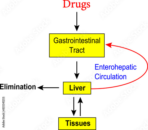 Vector illustration of Enterohepatic circulation of drugs.

