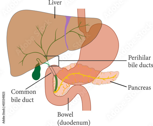 Vector illustration showing the position of the perihilar bile ducts.
