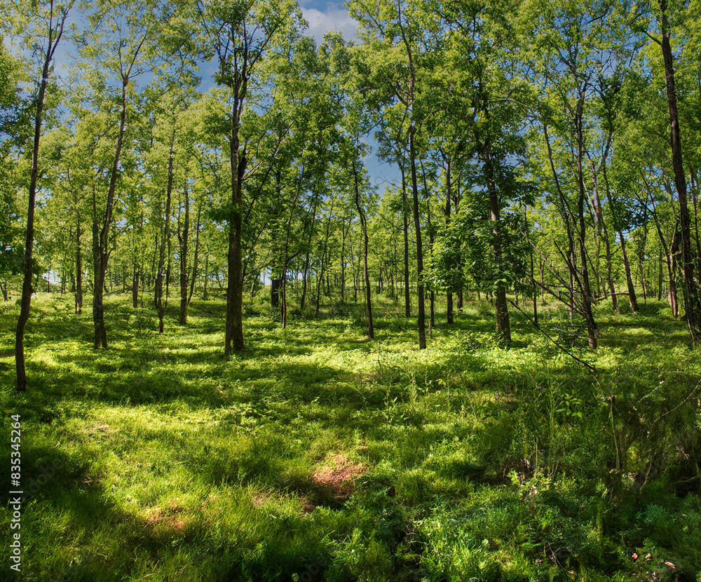 Fototapeta premium trees in the forest