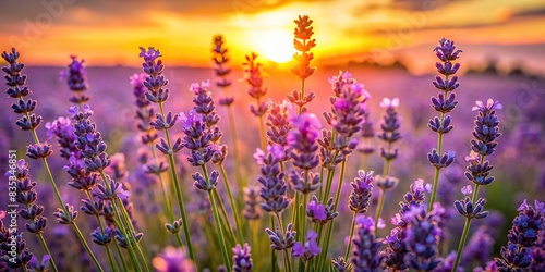 Beautiful lavender flowers glowing in the warm light of sunset  lavender  flowers  sunset  beautiful  vibrant  colors  nature  tranquil  calming  field  dusk  evening  scenery  picturesque
