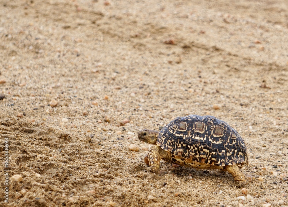 Turtle with patterned black and brown shell walking in wet sand Turtle with patterned black and brown shell walking in wet sand
