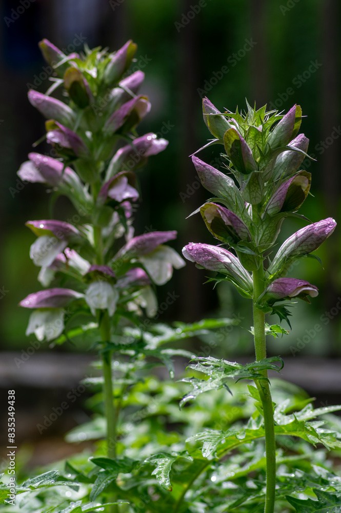 Acanthus hungaricus tall flowering plant, herbaceous purple white green flowers in bloom