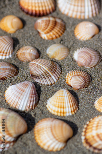 Cerastoderma edule common cockle empty seashells on sandy beach  simplicity background pattern in daylight in the sand