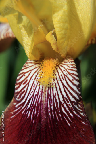 Close up of vinous and yellow iris petal with stamen