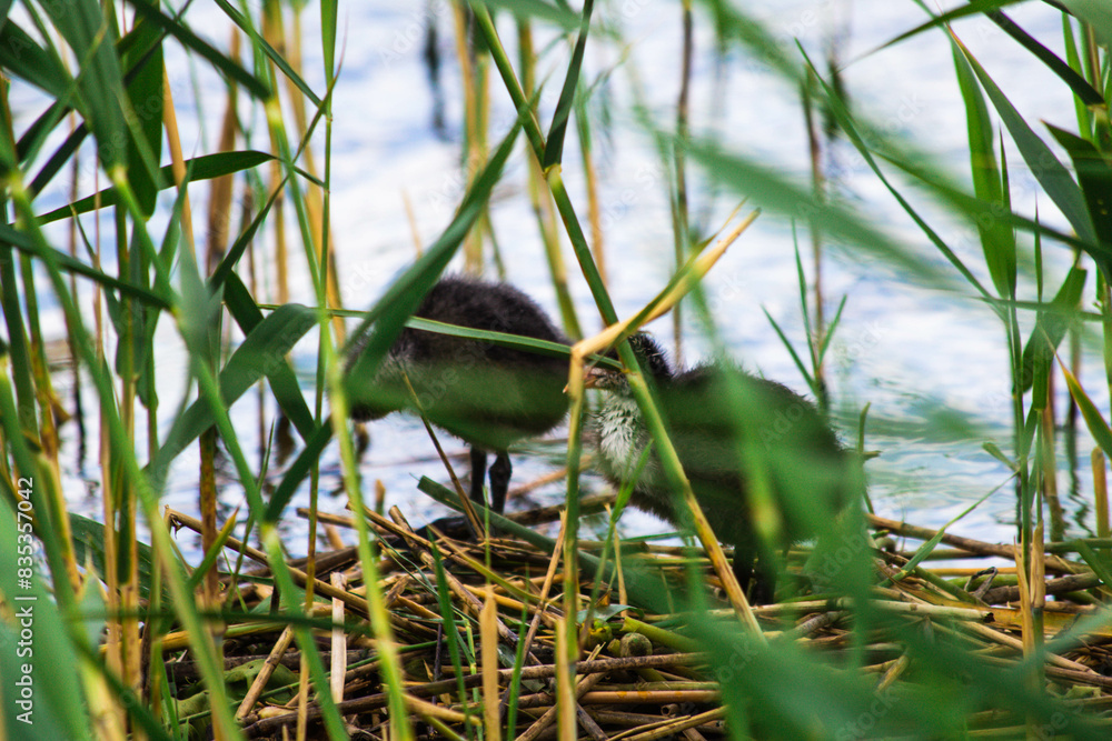 coot duck on the water with chick coot duck on the water with chick