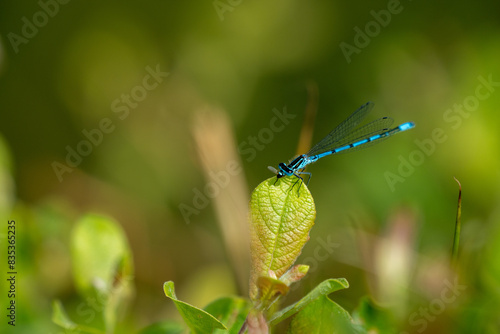 Azure Damselfly  photo