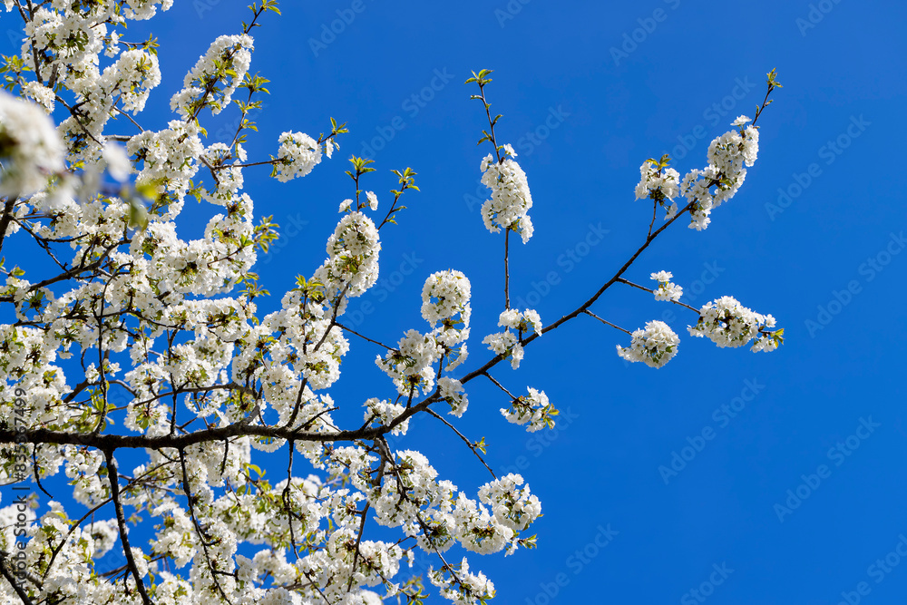 large inflorescences of white cherry blossoms in spring large inflorescences of white cherry blossoms in spring
