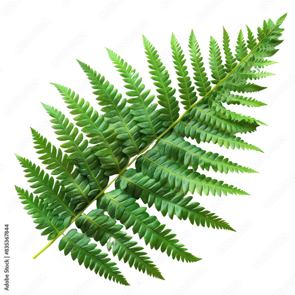 Close-up of a vibrant green fern leaf isolated on a white background showcasing the beauty of nature with detailed leaf patterns. transparent backgrounds Close-up of a vibrant green fern leaf isolated on a white background showcasing the beauty of nature with detailed leaf patterns. transparent backgrounds