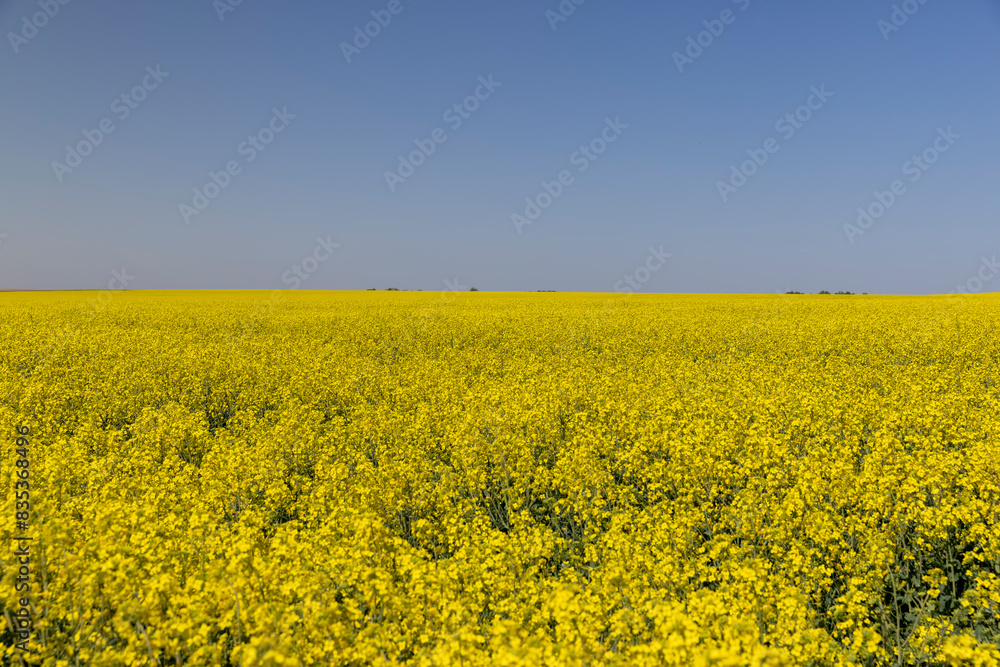 a field with yellow flowering rapeseed a field with yellow flowering rapeseed