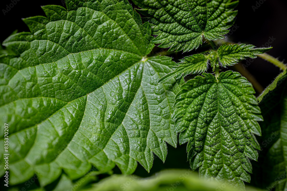 A detailed close-up of vibrant green nettles and leaves, showcasing their textured surfaces and intricate vein patterns. The image highlights the natural beauty and detail of the foliage. A detailed close-up of vibrant green nettles and leaves, showcasing their textured surfaces and intricate vein patterns. The image highlights the natural beauty and detail of the foliage.