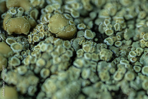 A detailed close-up of the green lichen covering the rock surface, showing the intricate texture and patterns of the lichen. The image highlights the natural and organic beauty of this total organism. photo