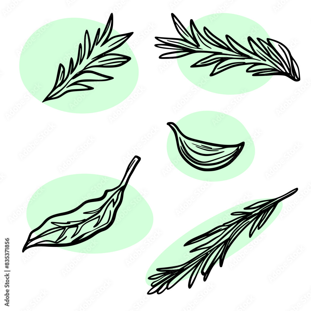 Set of river drawing icons. Rosemary leaves.Set of river drawing icons. Rosemary leaves.