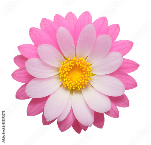pink flower isolated on transparent background, extracted, png file