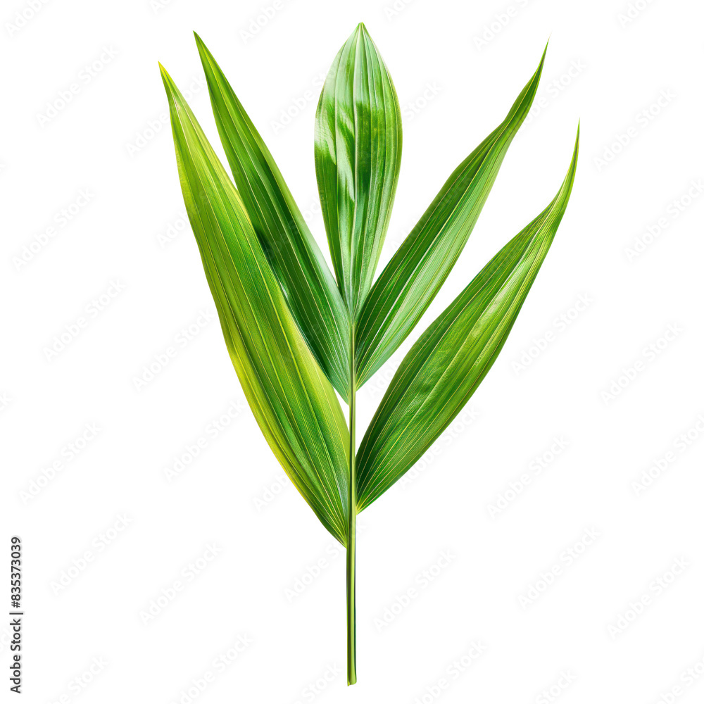 Detailed close-up of tropical green leaf isolated on white background, showcasing natural texture and vibrant color, perfect for design use. transparent backgrounds Detailed close-up of tropical green leaf isolated on white background, showcasing natural texture and vibrant color, perfect for design use. transparent backgrounds
