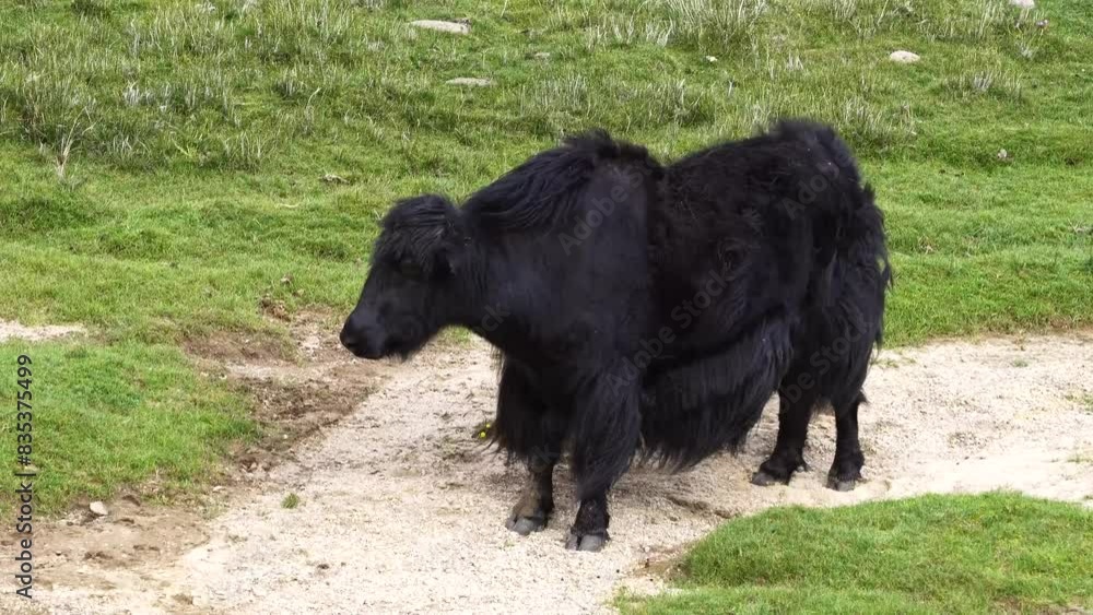 Black Yak is an isolated animal walking on a green grass path in a peaceful natural scene Black Yak is an isolated animal walking on a green grass path in a peaceful natural scene