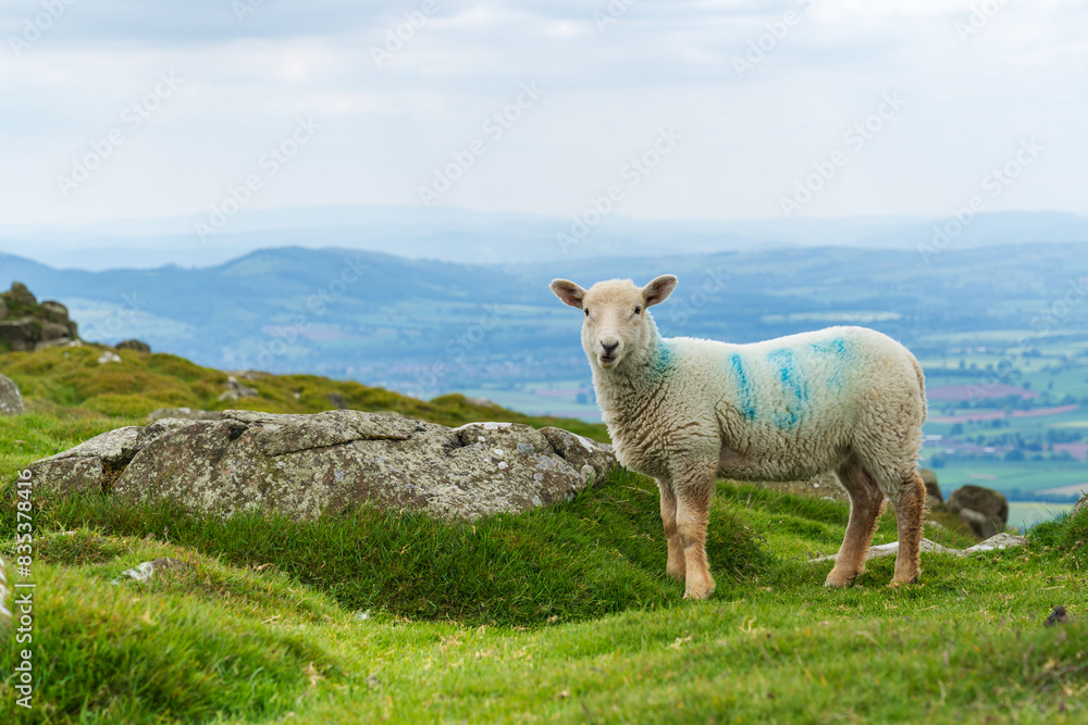 Cheviot Sheep roaming and grazing at the summit of Titterstone Clee hill in Shropshire, UK Cheviot Sheep roaming and grazing at the summit of Titterstone Clee hill in Shropshire, UK