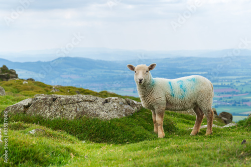 Fotografie Cheviot Sheep roaming and grazing at the summit of Titterstone Clee hill in Shro