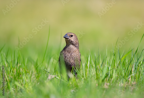 Female Brown-headed cowbird is standing in green grass.