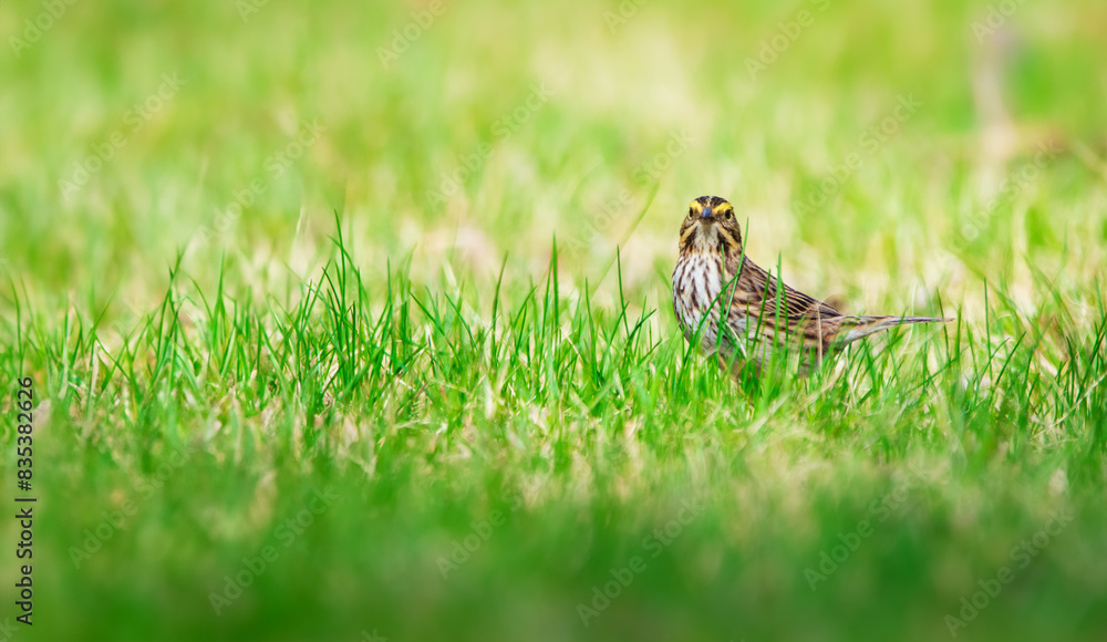 Savannah sparrow is standing in green grass in sunny day.