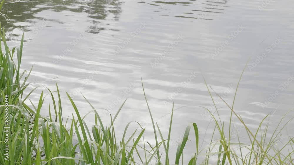 Wetlands with bulrush on the lake. Wetlands with bulrush on the lake.