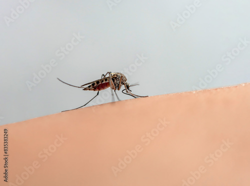 little nasty insect mosquito drinks blood by sucking on human skin