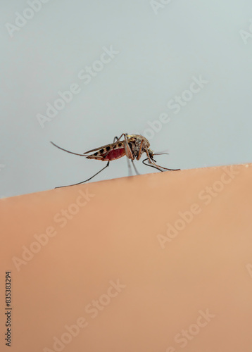 a small nasty insect, a mosquito, bites and drinks blood by attaching itself ...