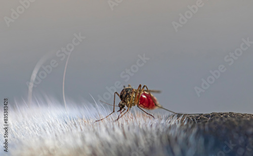 dangerous nasty insect mosquito drinks blood painfully sucking on the woolen ...