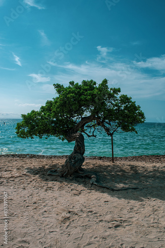 tree on the beach