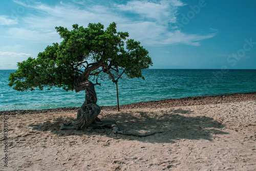 Caribbean oasis right on the beach