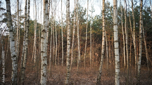 Fototapeta Naklejka Na Ścianę i Meble -  Drzewa i przyroda w lesie