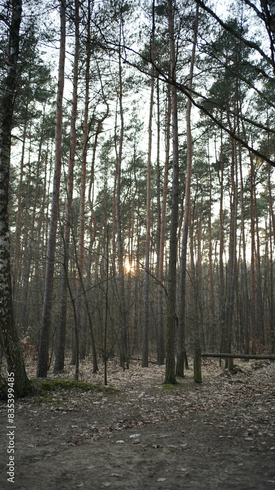 Fototapeta premium Drzewa i przyroda w lesie