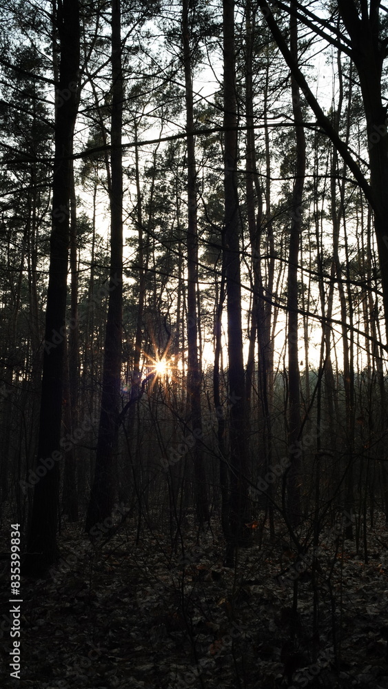 Obraz premium Drzewa i przyroda w lesie